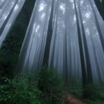 Lepchajagat Pine Trees
